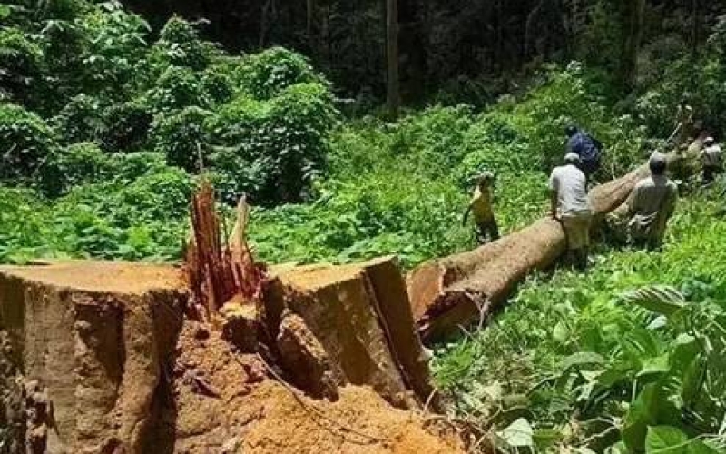 缅甸花梨（大果紫檀）逐渐成为红木家具的“主力军”。。